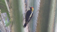 Melanerpes chrysauchen