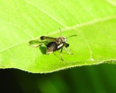 Ropalidia sumatrae