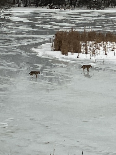 Coyote photographed in Minnesota