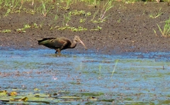 Plegadis falcinellus