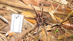 Sericopelma generala