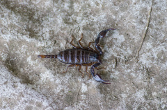 Euscorpius mingrelicus
