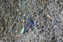 Euscorpius mingrelicus