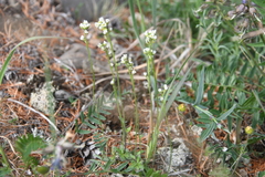 Draba parvisiliquosa