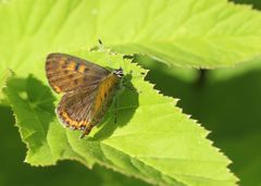 Lycaena helle