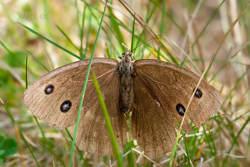 očkáň ovsíkový (Minois dryas)