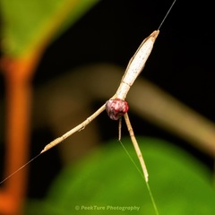 Miagrammopes singaporensis