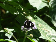 Notocrypta curvifascia