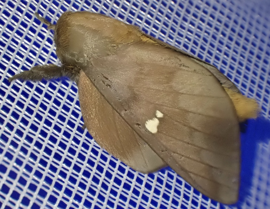 Ptiloscola photophila