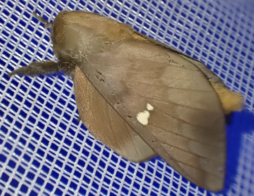Ptiloscola photophila