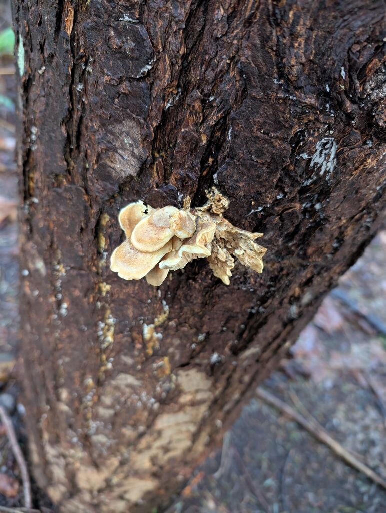 Tapinella panuoides · December 2025 · photo: © michaelshan (iNaturalist, cc-by-nc)