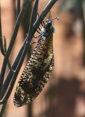 Palpares speciosus
