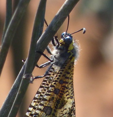Palpares speciosus