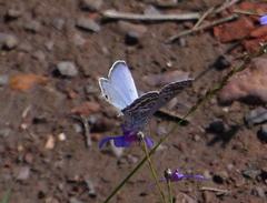 Lepidochrysops asteris