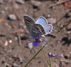 Lepidochrysops asteris