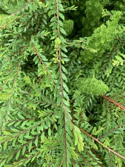 Phyllanthus myrtifolius