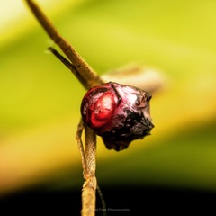 Miagrammopes singaporensis