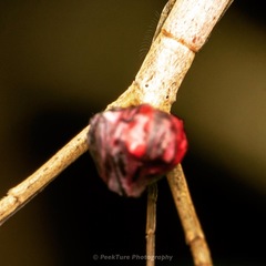 Miagrammopes singaporensis