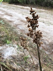 Juncus scirpoides