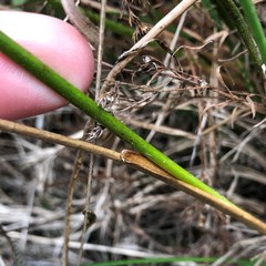 Juncus scirpoides