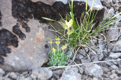 Draba pauciflora