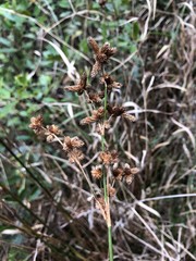 Juncus scirpoides