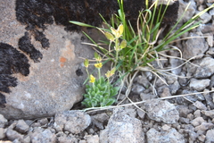Draba pauciflora