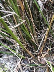 Juncus scirpoides