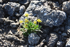 Draba pauciflora