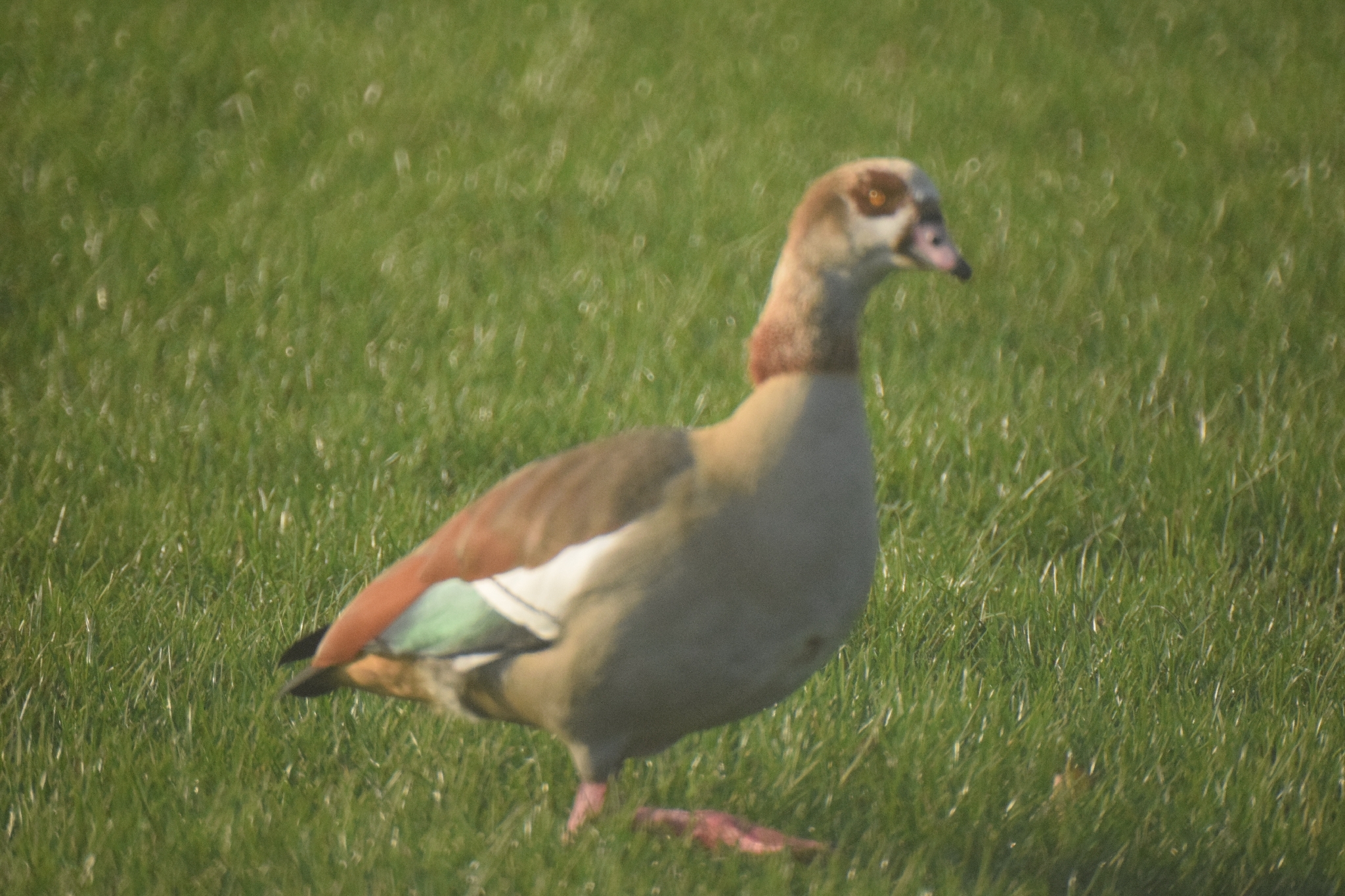Alopochen aegyptiaca (Linnaeus, 1766)