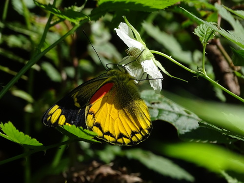 Delias aurantia