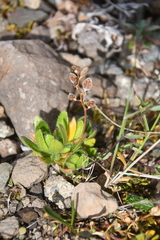 Draba pauciflora