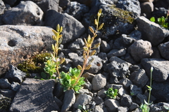 Draba pauciflora
