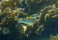 Lutjanus ehrenbergii