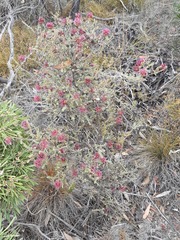 Melaleuca anisandra