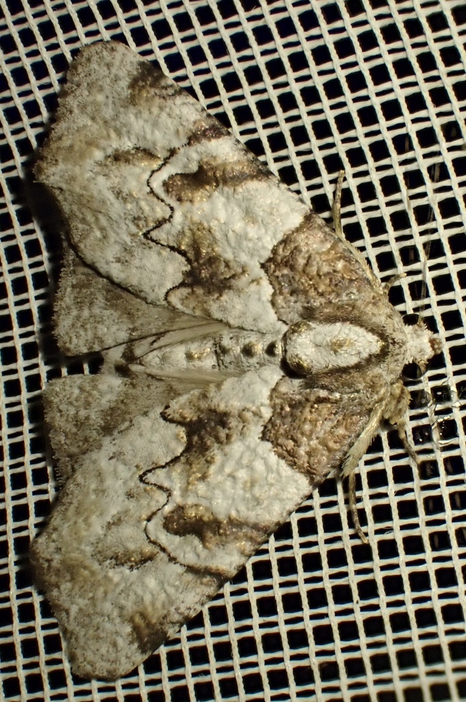 Boryza aeraria
