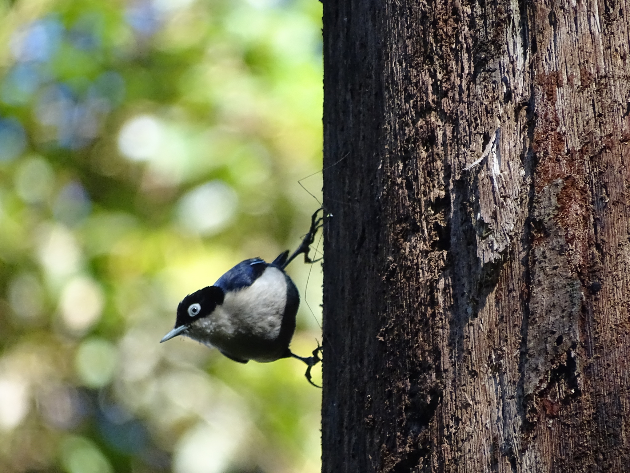 Blue Nuthatch
