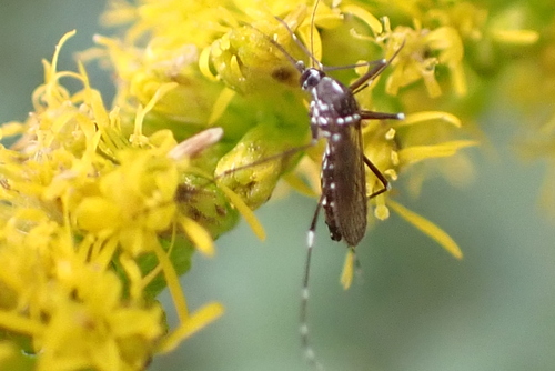 Unknown species found near Greenville, NC, USA
