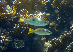 Lutjanus ehrenbergii