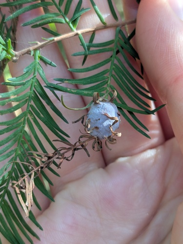 Unknown species found near Greenville, NC, USA