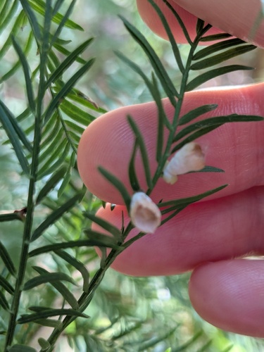 Unknown species found near Greenville, NC, USA