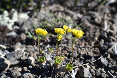 Draba pilosa
