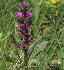 Dactylorhiza incarnata cruenta