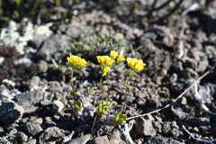 Draba pilosa