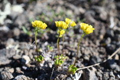 Draba pilosa