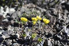 Draba pilosa