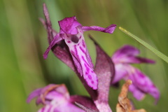 Dactylorhiza incarnata cruenta