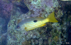 Lutjanus ehrenbergii