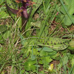Dactylorhiza incarnata cruenta