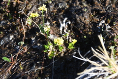 Draba pilosa